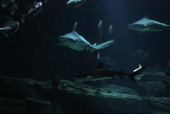 Sharks! | Flickr: Christos Loufopoulos CC BY 2.0