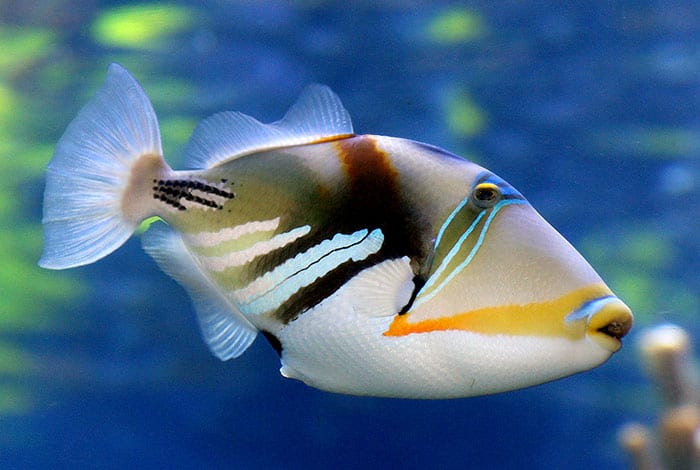 Reef triggerfish