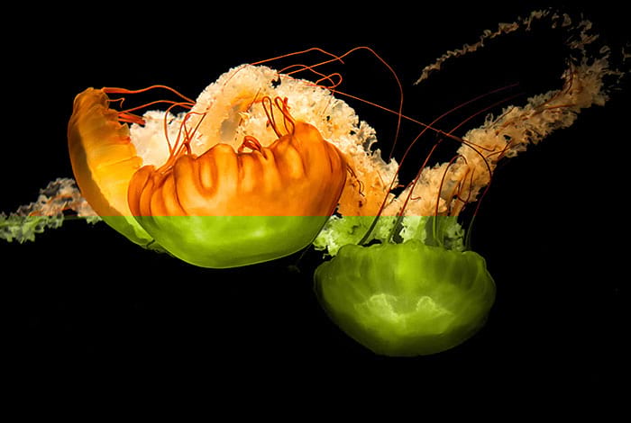 Pacific Sea Nettle | Photo: Flickr, Ray in Manila - CC-BY 2.0