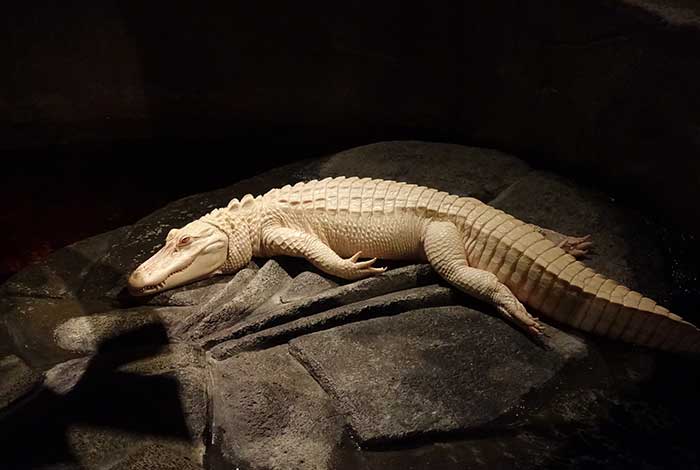 Albino alligator | Flickr: Jeremy Thompson CC BY 2.0