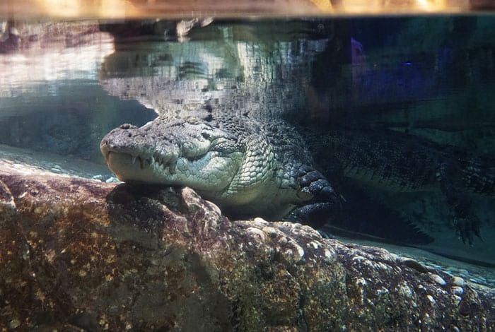 King Croc at the Dubai Aquarium 