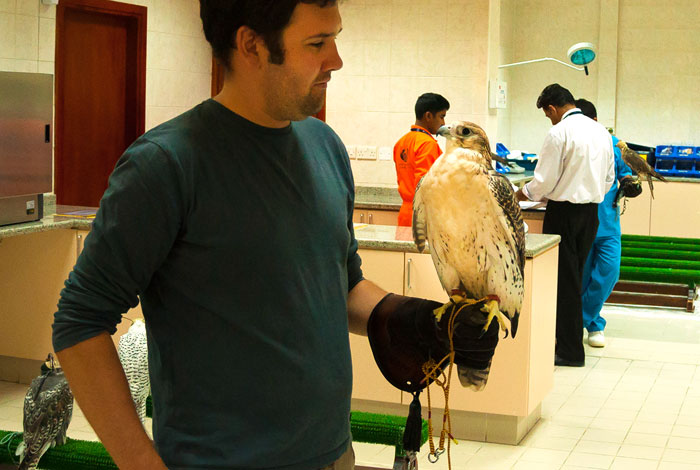 A visitor holding a falcon | Flickr: Maarten Danial CC BY-ND 2.0