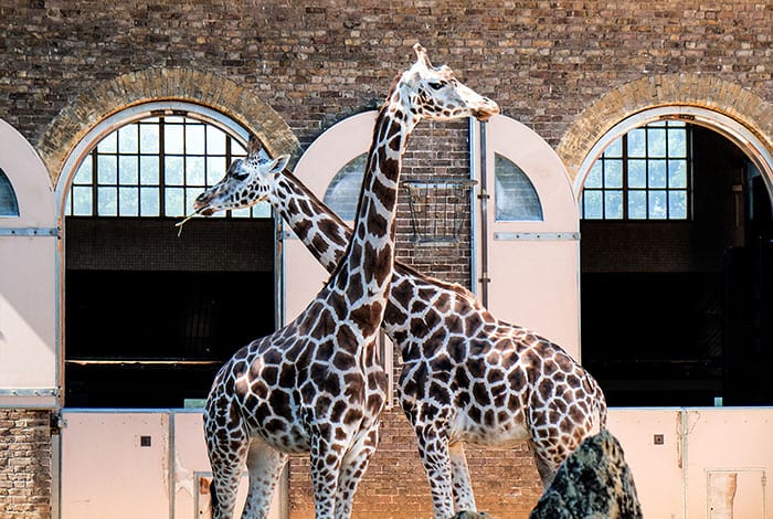 Visit the giraffes in the Victorian giraffe house at London Zoo.