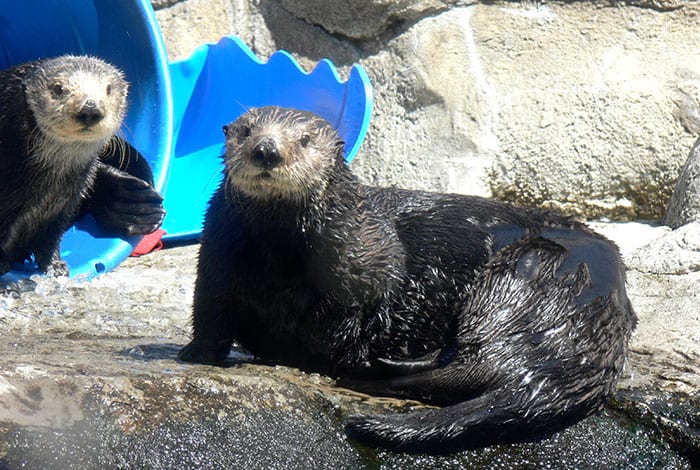 Monterey Bay Aquarium | Photo: Jodie Wilson CC-BY 2.0