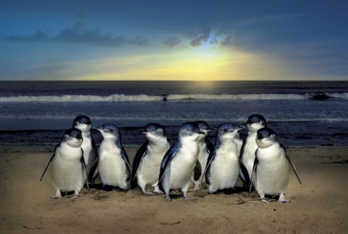 Penguin Parade | Flickr: Larry Koester CC BY 2.0