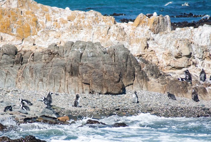 Afrikanische Pinguine auf Robben Island | Flickr: Meraj Chhaya CC BY 2.0