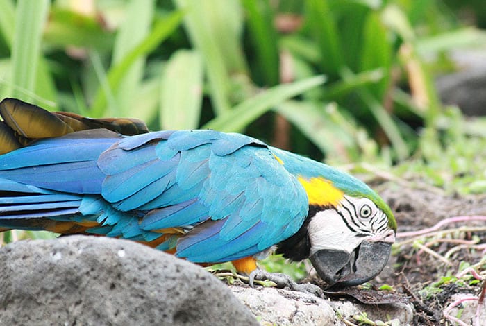 Safari World Bangkok | Flickr: Adeel Anwer CC BY 2.0