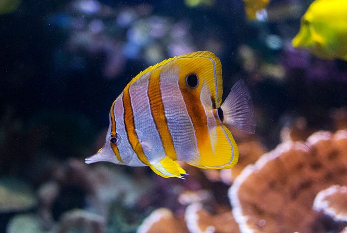 Sea Life London | Photo: dconvertini - CC BY-SA 2.0