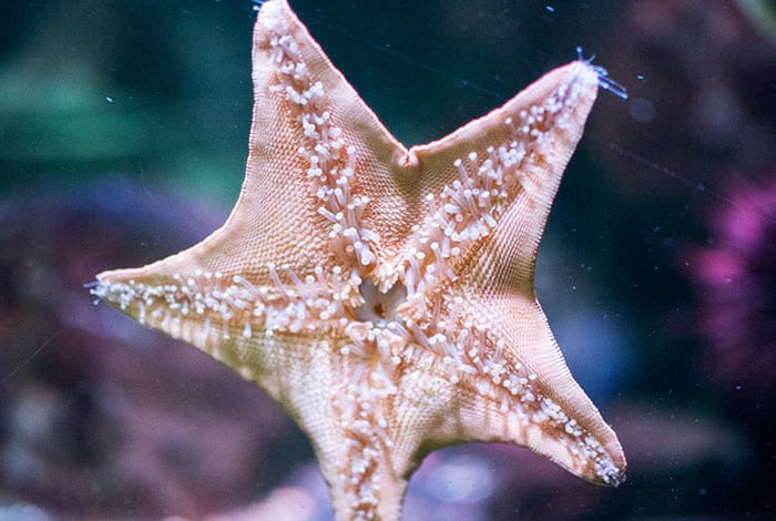 Sea Life London | Photo: dconvertini - CC BY-SA 2.0