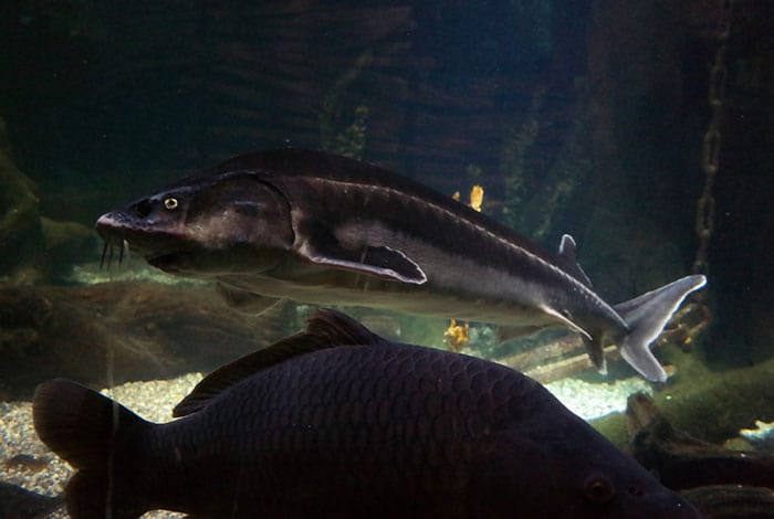 Foto: Alexander Mois CC-BY-SA 2.0