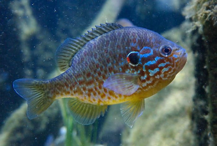 Foto: Alexander Mois CC-BY-SA 2.0 